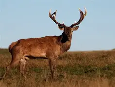 风云突变!密尔沃基雄鹿国际比赛日手感冰凉;中超版图或变;底气十足;轮换策略成焦点的简单介绍 风云突变!密尔沃基雄鹿国际比赛日手感冰凉;中超版图或变;底气十足;轮换策略成焦点的简单介绍